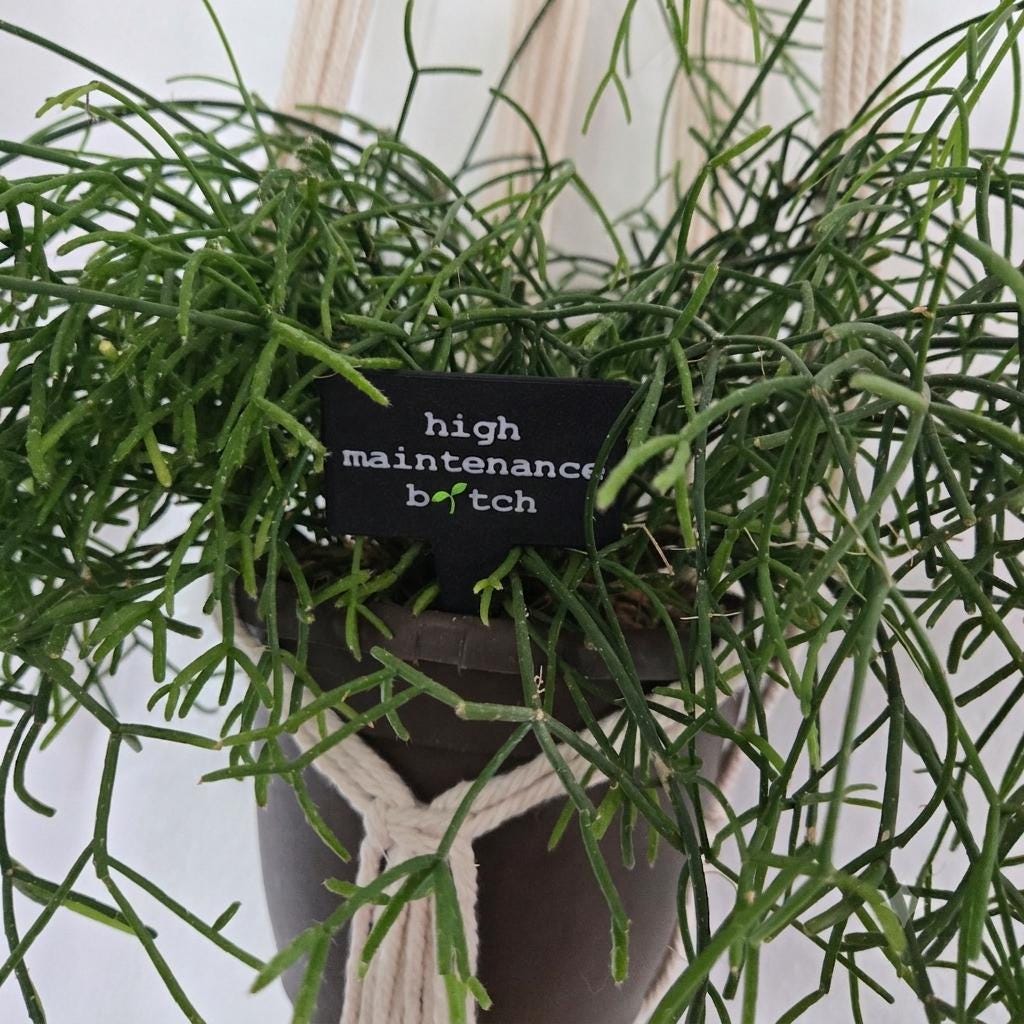 Sarcastic Plant Stakes Set of 10 – Funny 3D Printed Plant Markers
